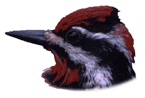 Red-naped Sapsucker